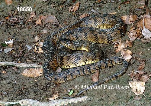 Diamondback Watersnake (Nerodia rhombifer)